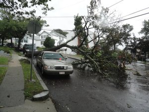 Tree down on Hale Ave Winthrop MA